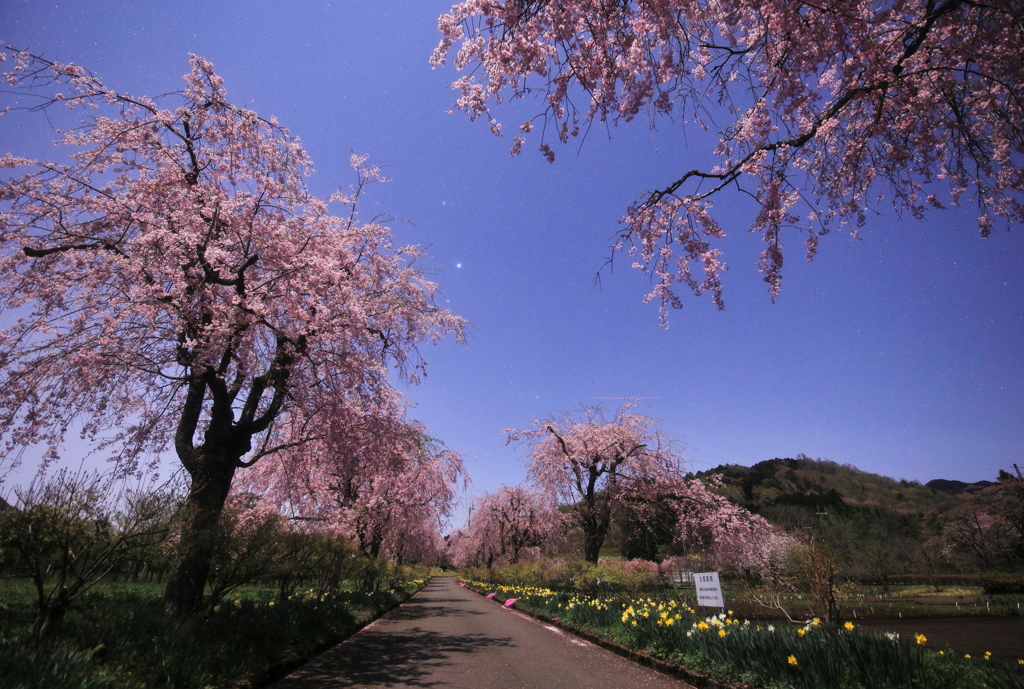 月夜桜