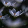 庭の花