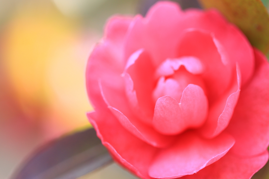 早春の花①