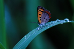 雨上がりの朝