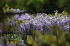 藤の花②