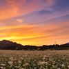 ソバ畑「夕景」