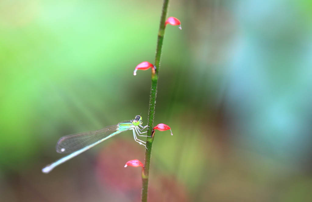 庭の花に！