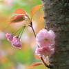 一本枝