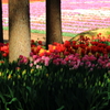 チューリップ祭り2