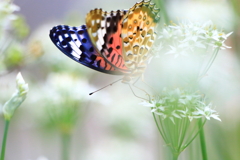 庭で見かけた蝶②
