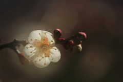 早春の花２