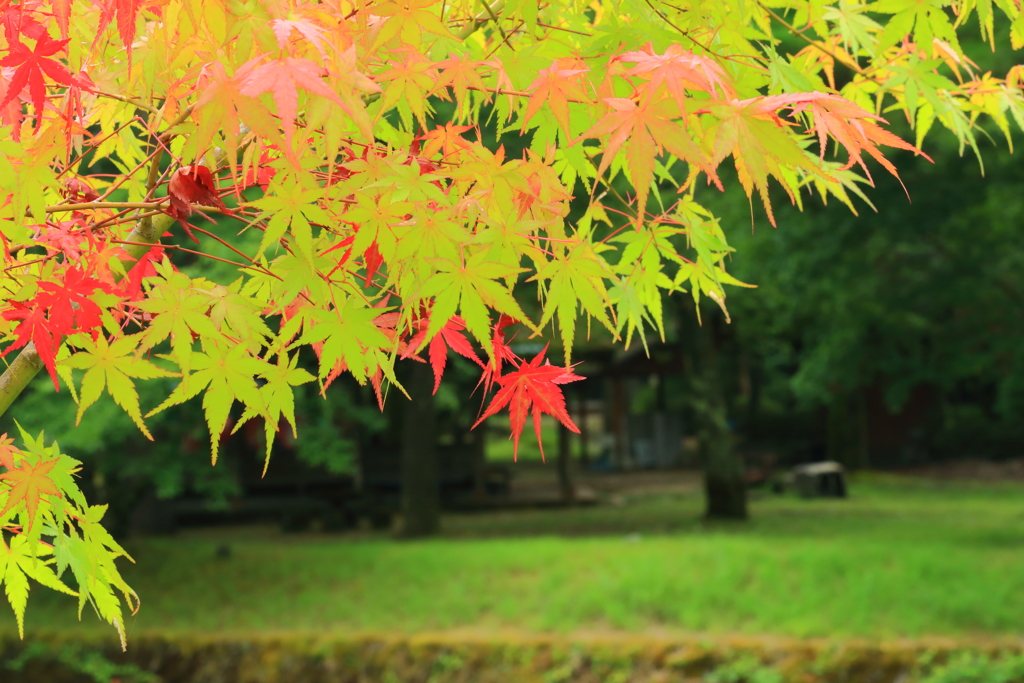 真夏の紅葉