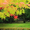 真夏の紅葉