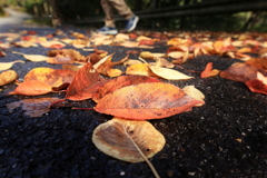 秋の訪れ 秋の訪れ