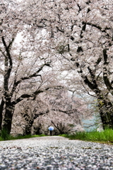 雨の桜道