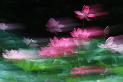 蓮池