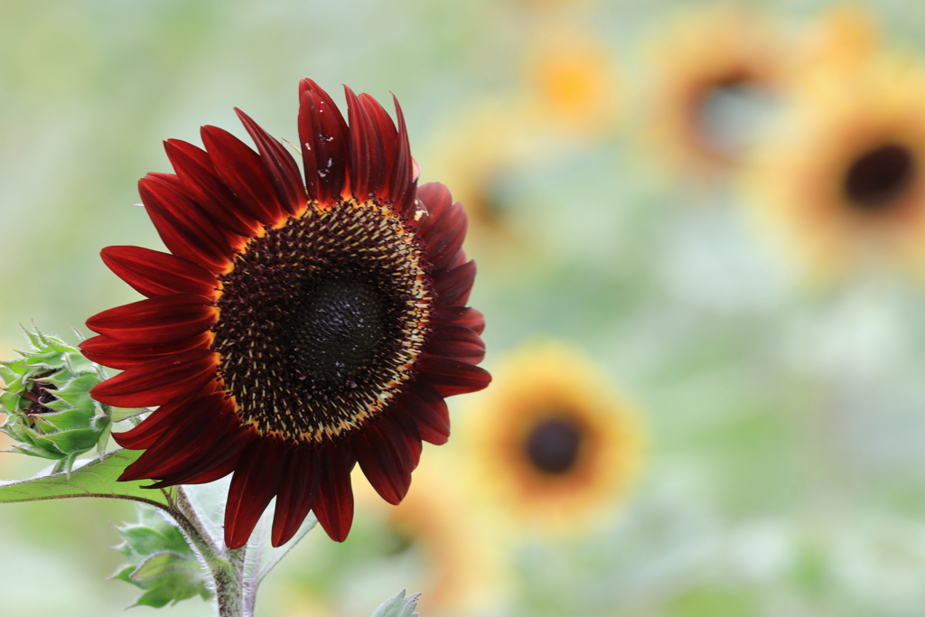 夏の花