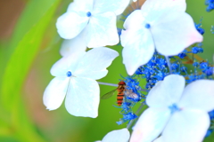 紫陽花にアブ