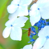 紫陽花にアブ