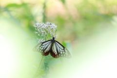 森で見かけた蝶