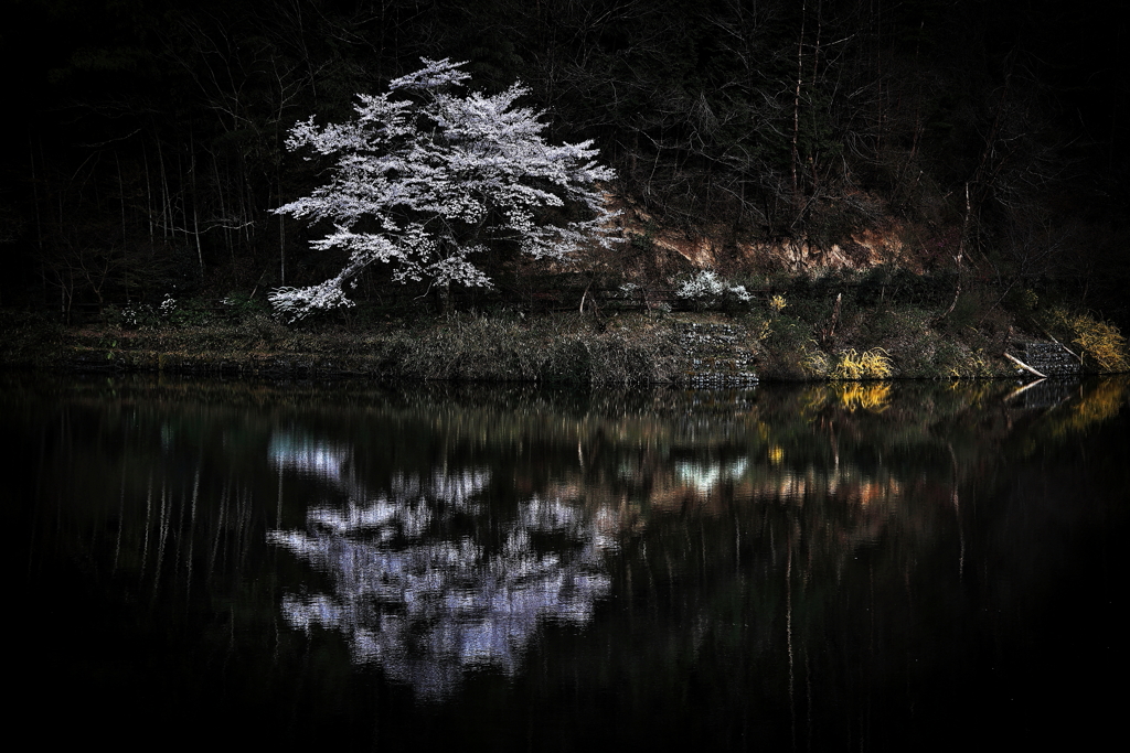 水面の一本桜