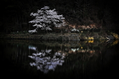 水面の一本桜