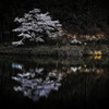 水面の一本桜