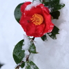 冬の花１
