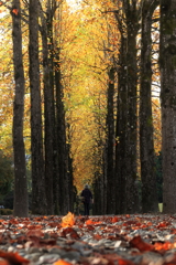 黄葉の並木
