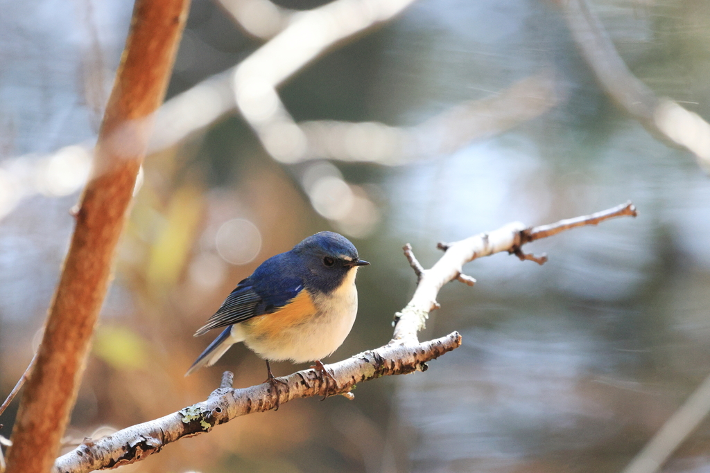 野山の鳥③