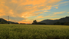 そば畑夕景