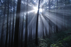 森に射す朝光