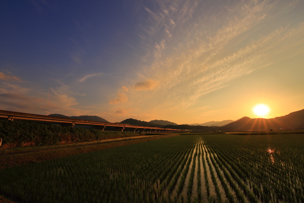 水田夕日