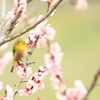 梅の花に・・・