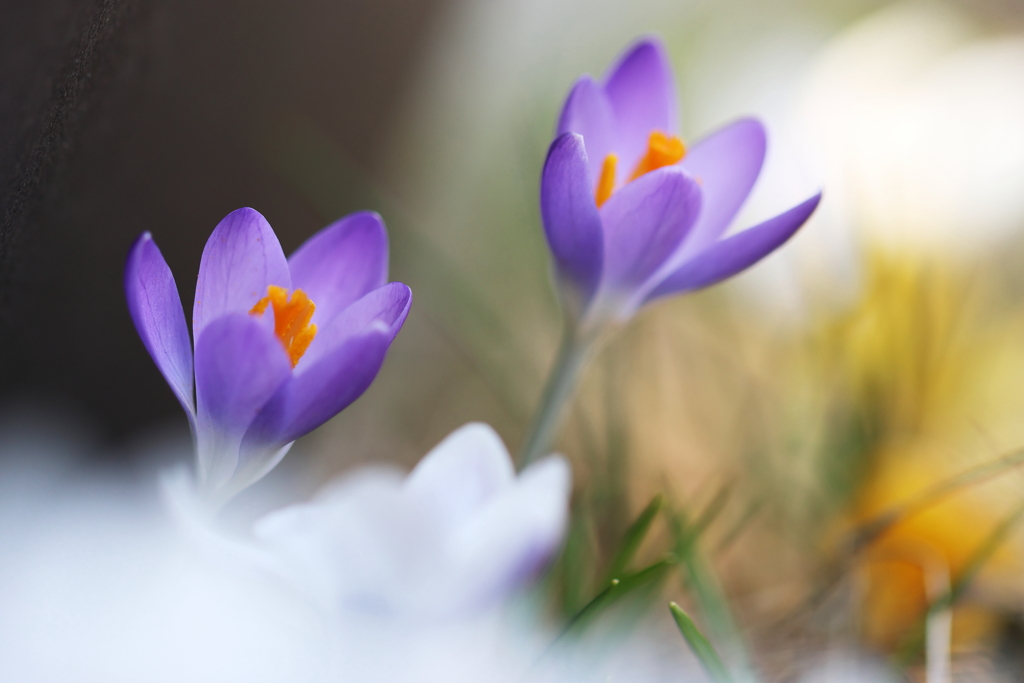 早春の花