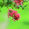 百日紅１