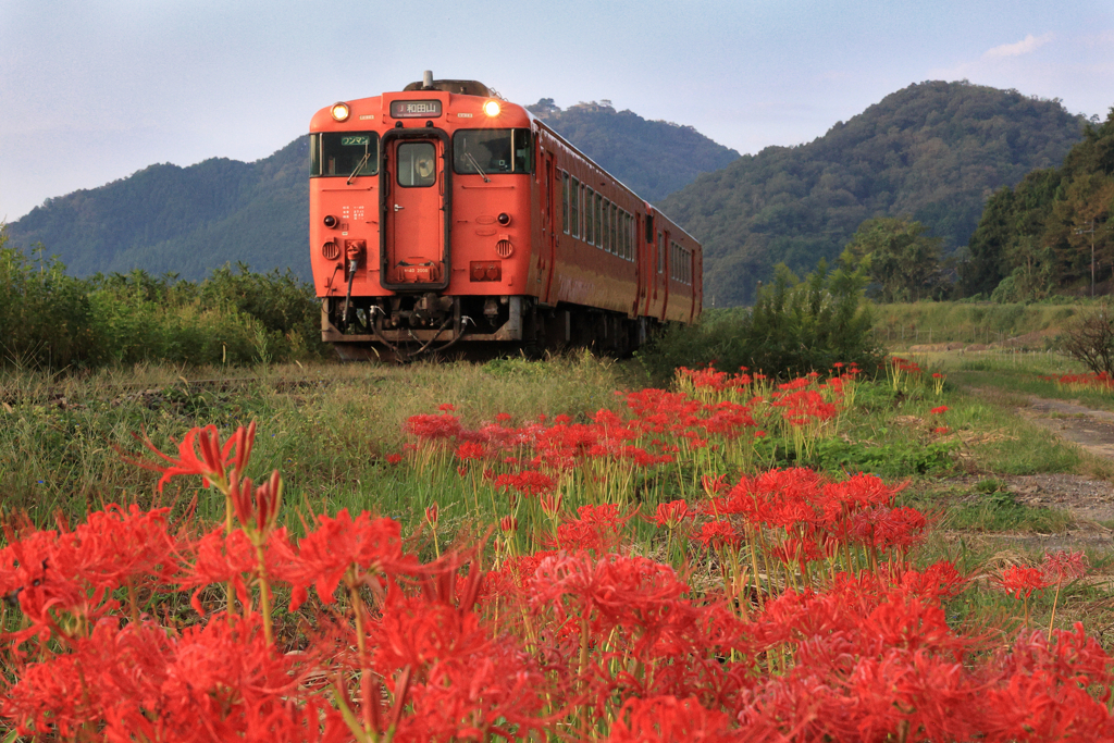 線路沿いの彼岸花