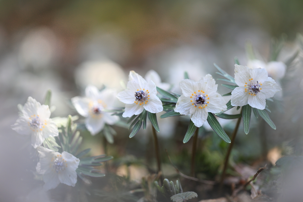 早春の花