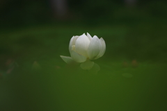 白一点