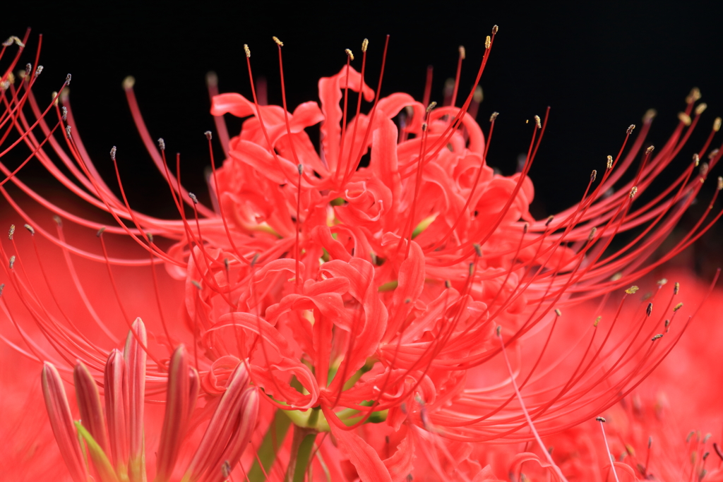 曼珠沙華