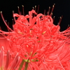 曼珠沙華