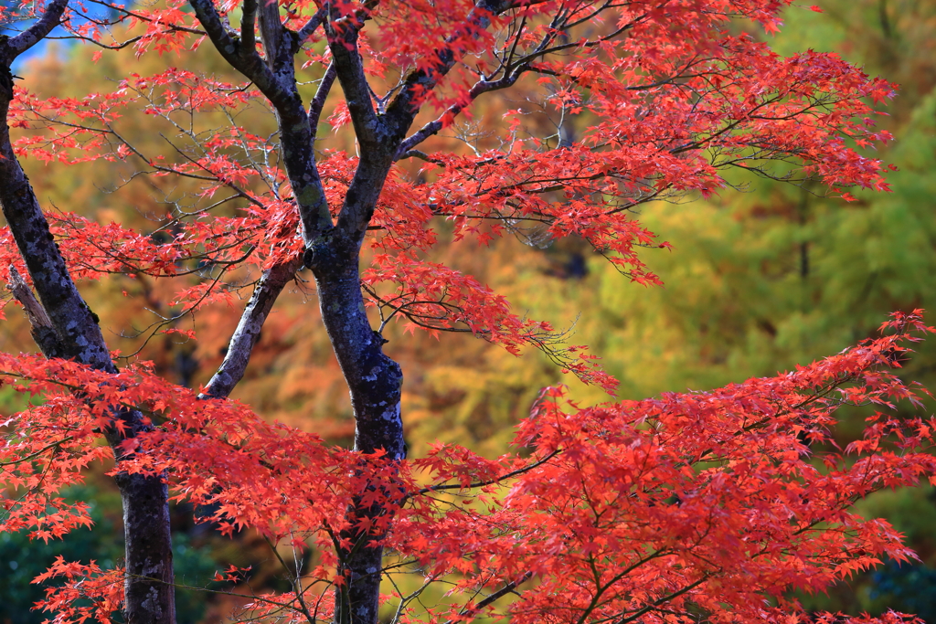 紅葉１