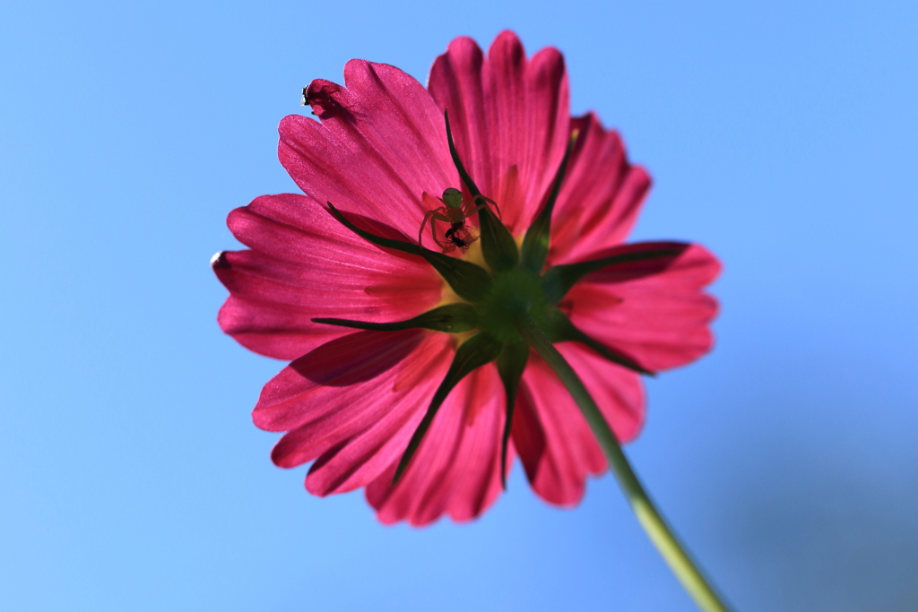 コスモス色々２ 裏の世界