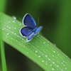 梅雨の頃