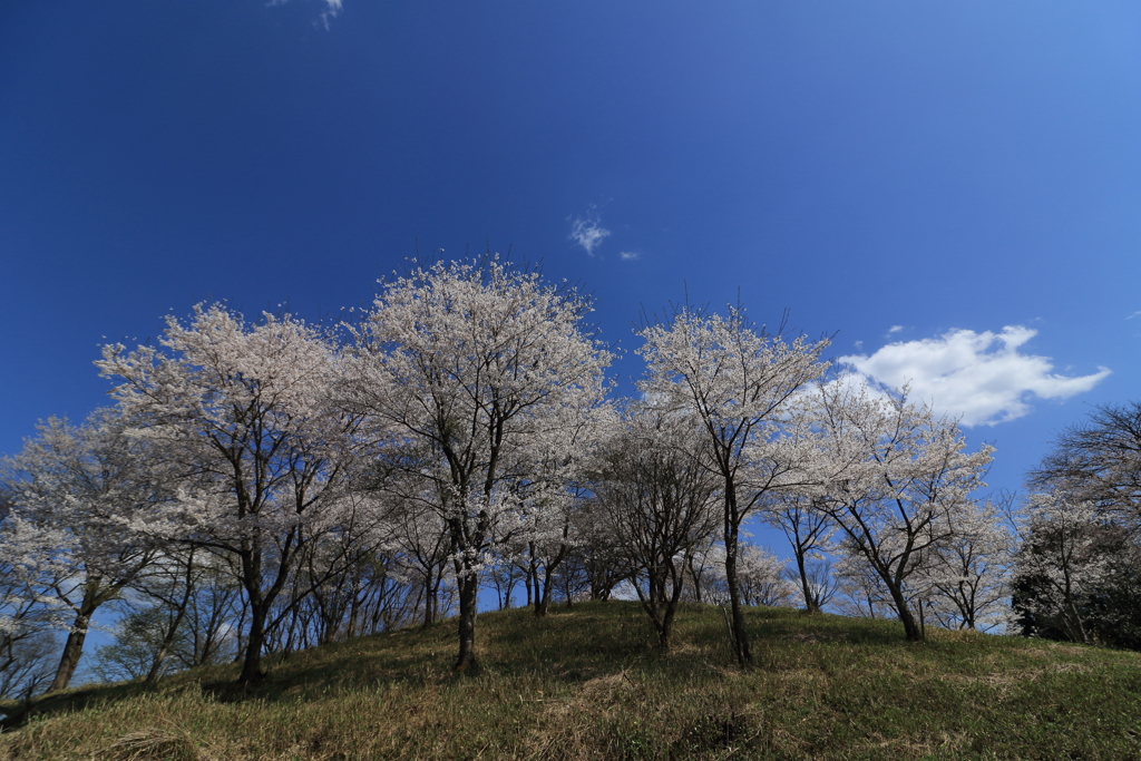 小山の桜