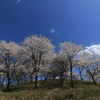 小山の桜
