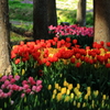 チューリップ祭り３