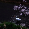 春の川面