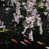 鯉の花見2022