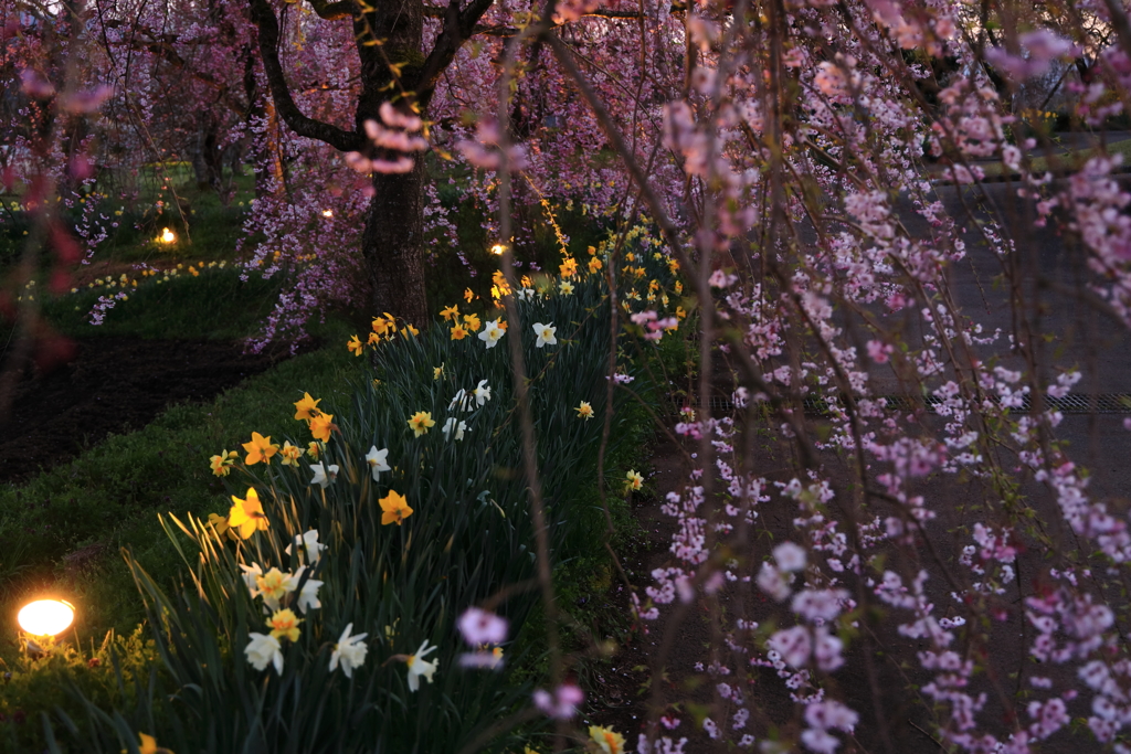 宵のしだれ桜