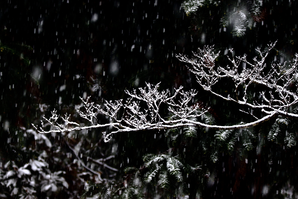 雪枝