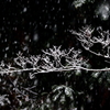 雪枝