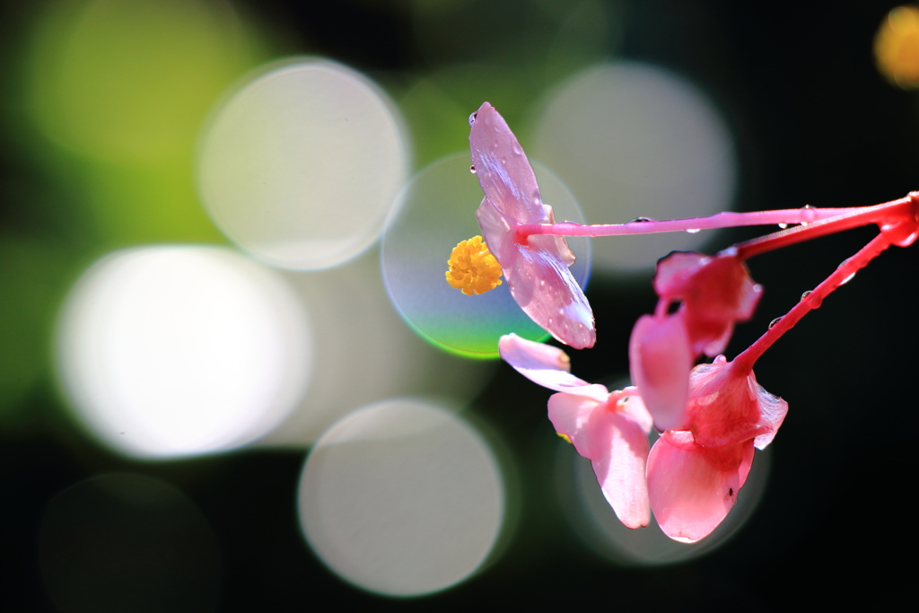 庭に咲いた花②