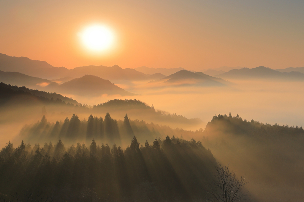 朝陽光
